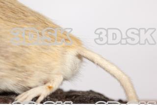 Mouse-Mus musculus 0046